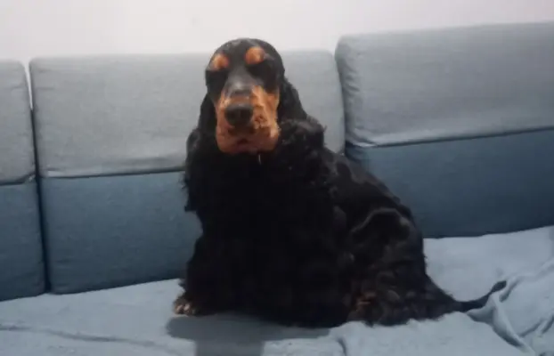Cocker spaniel angielski 4