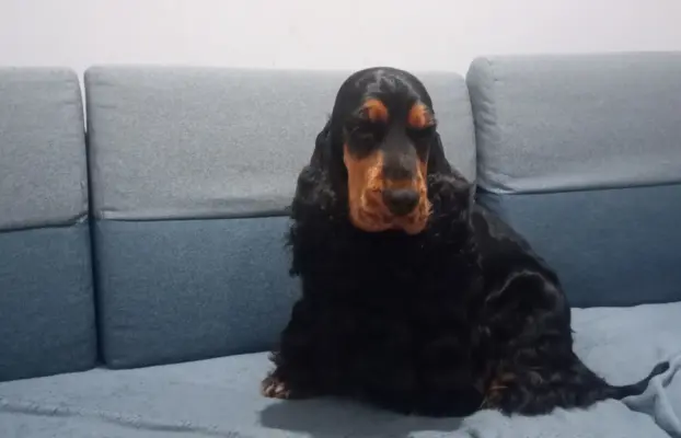 Cocker spaniel angielski 5