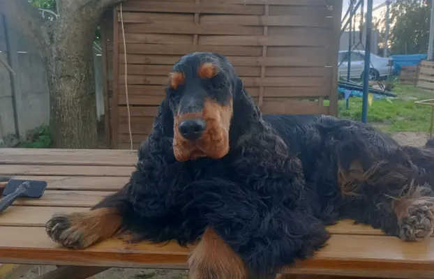 Cocker spaniel angielski 6
