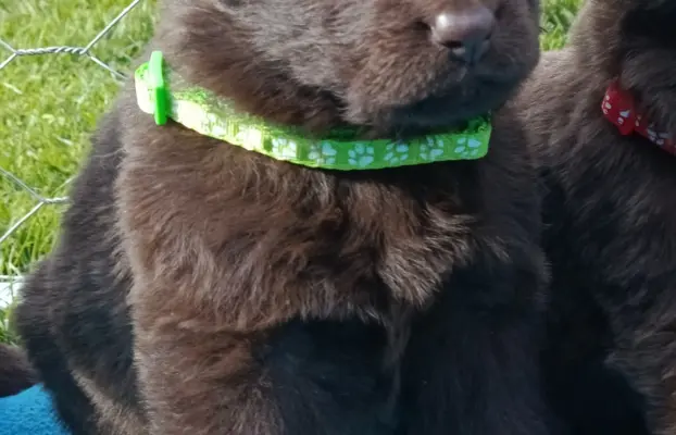 Owczarek Niemiecki Czekoladowy 1