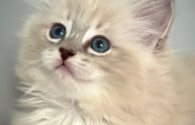 Kocięta Ragdoll po European Championie 2