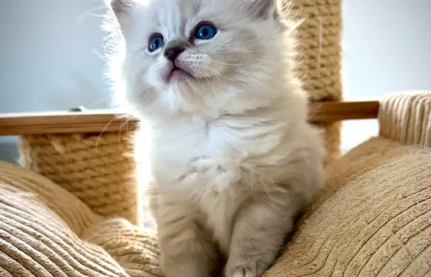 Kocięta Ragdoll po European Championie 4