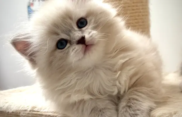 Kocięta Ragdoll po European Championie 1