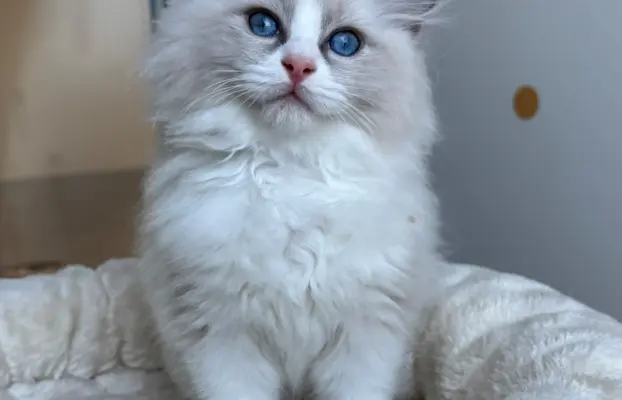 Kocięta Ragdoll po European Championie 3