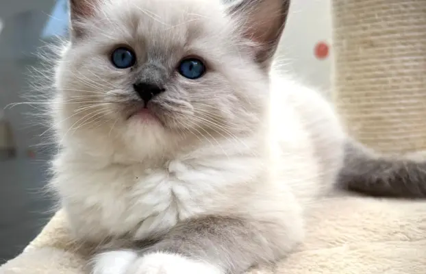 Kocięta Ragdoll po European Championie 5