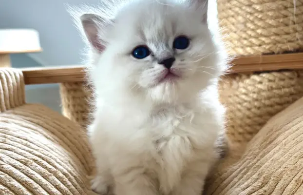 Kocięta Ragdoll po European Championie 6