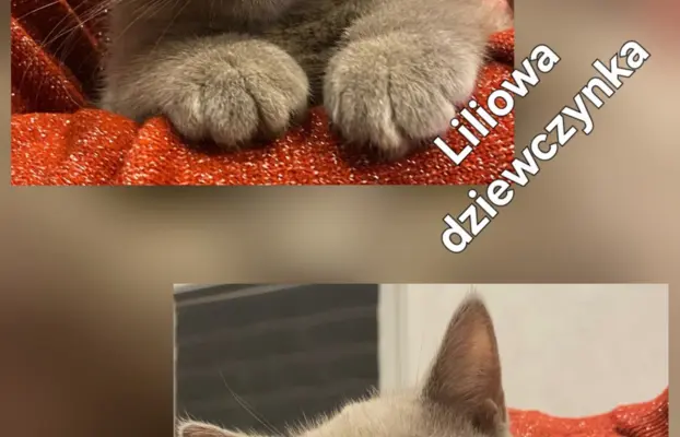 Kot brytyjski krótkowłosy 2