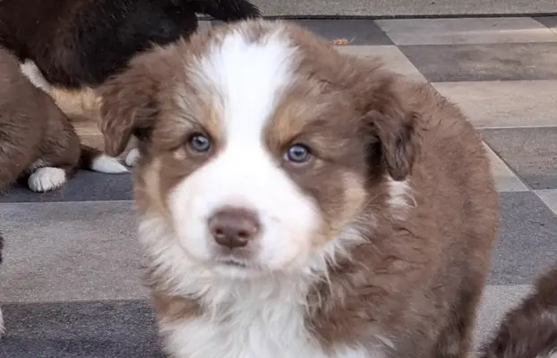 Szczenię rasy border collie 2