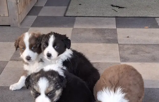 Szczenię rasy border collie 3