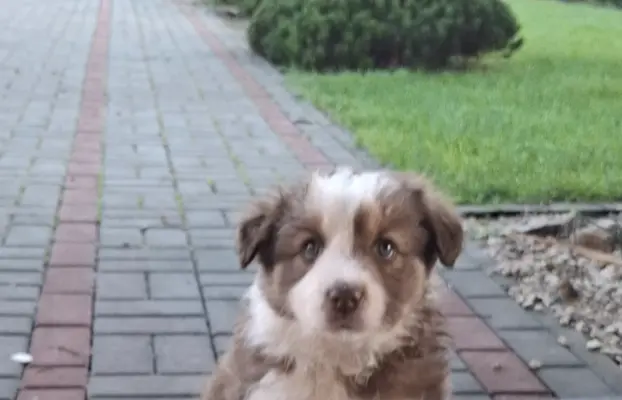 Szczenię rasy border collie 4