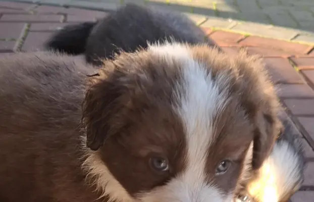 Szczenię rasy border collie 5