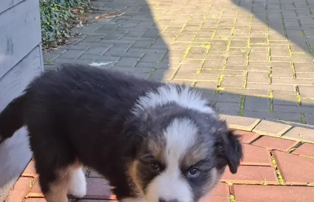 Szczenię rasy border collie 6