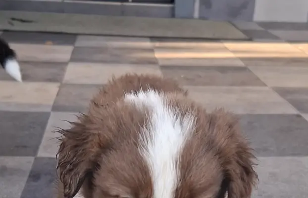 Szczenię rasy border collie 7