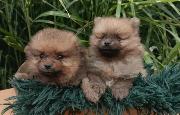 Wzorcowe Małe Szpic Niemiecki exterrier rodzice FCI 2