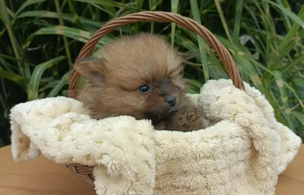 Wzorcowe Małe Szpic Niemiecki exterrier rodzice FCI 6