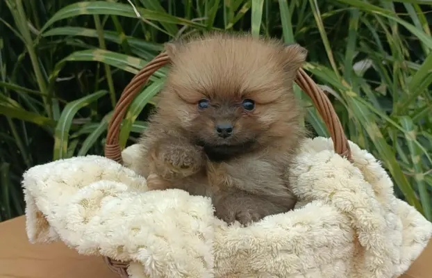 Wzorcowe Małe Szpic Niemiecki exterrier rodzice FCI 7