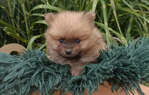 Wzorcowe Małe Szpic Niemiecki exterrier rodzice FCI 8