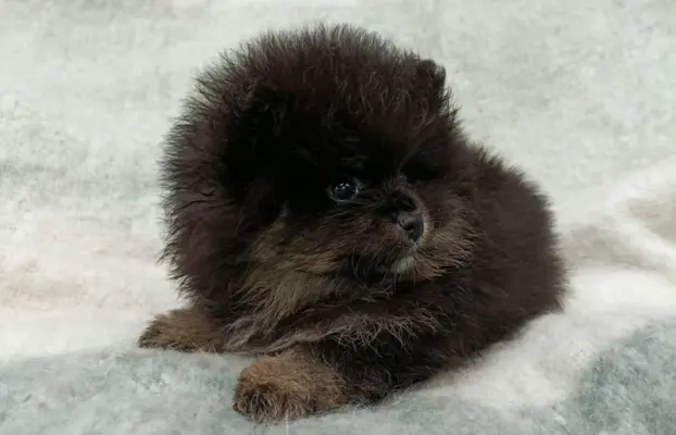 Wzorcowe Małe Szpice Niemieckie exterrier rodzice FCI 4