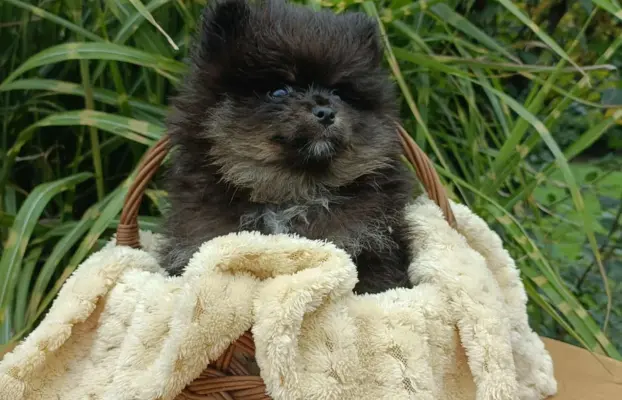 Wzorcowe Małe Szpice Niemieckie exterrier rodzice FCI 5