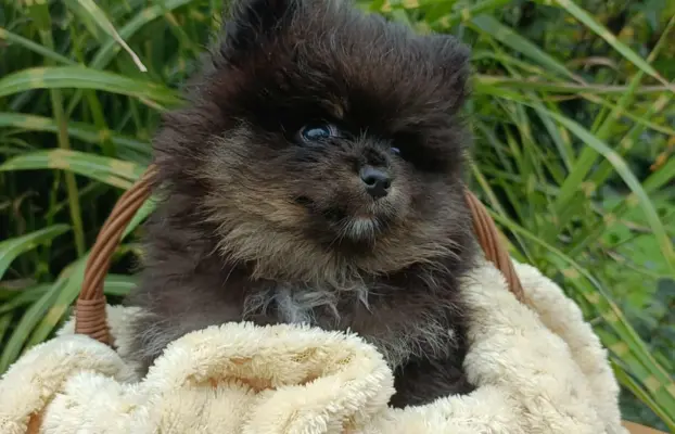 Wzorcowe Małe Szpice Niemieckie exterrier rodzice FCI 2