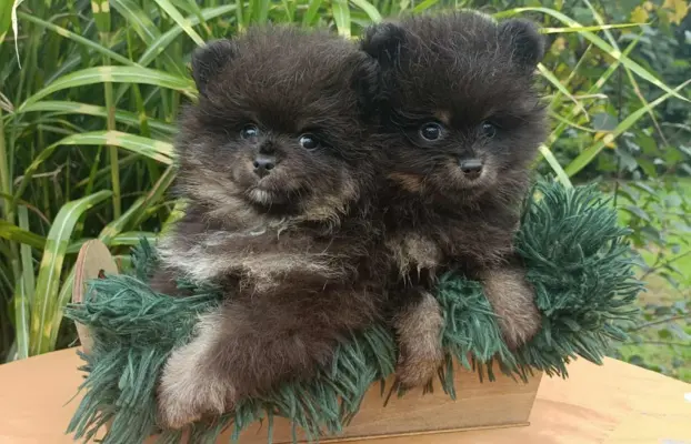 Wzorcowe Małe Szpice Niemieckie exterrier rodzice FCI 7