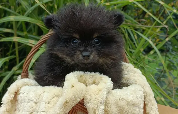 Wzorcowe Małe Szpice Niemieckie exterrier rodzice FCI 8