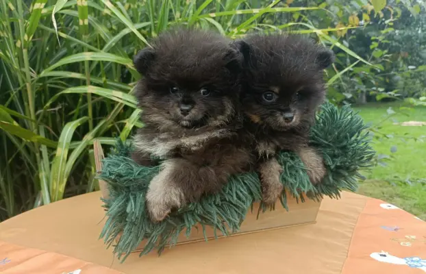 Wzorcowe Małe Szpice Niemieckie exterrier rodzice FCI 6