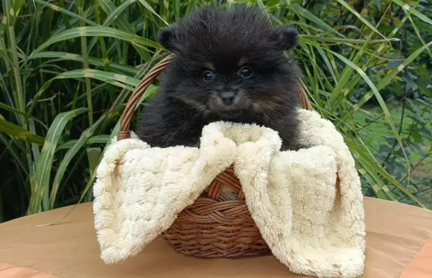 Wzorcowe Małe Szpice Niemieckie exterrier rodzice FCI 1