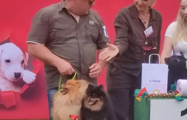 Wzorcowe Małe Szpice Niemieckie exterrier rodzice FCI 9