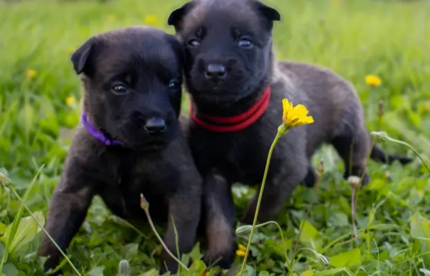 Owczarek Belgijski Malinois - szczeniak 1