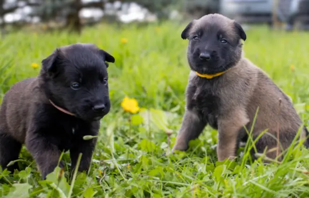 Owczarek Belgijski Malinois - szczeniak 2