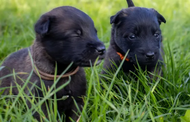 Owczarek Belgijski Malinois - szczeniak 3
