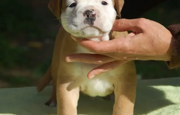 Buldog kontynentalny continental bulldog piękne maluchy 3