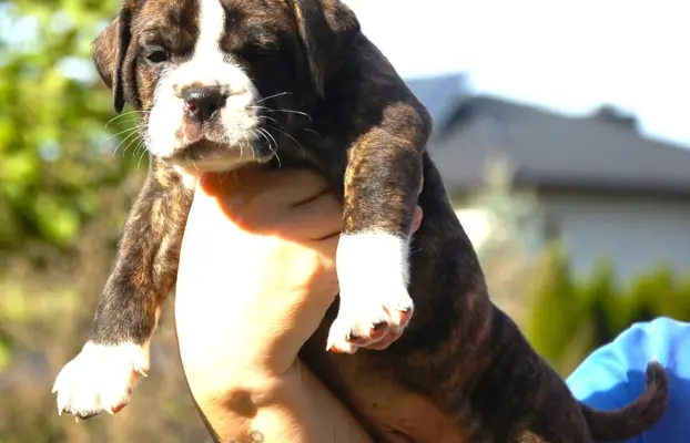 Buldog kontynentalny continental bulldog piękne maluchy 4