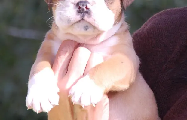 Buldog kontynentalny continental bulldog piękne maluchy 1