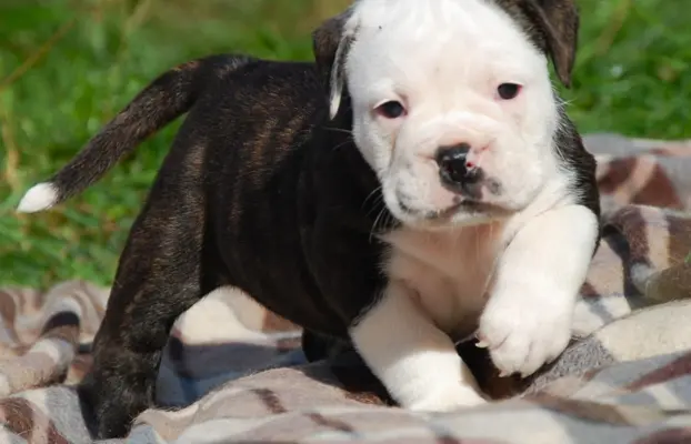Buldog kontynentalny continental bulldog piękne maluchy 2