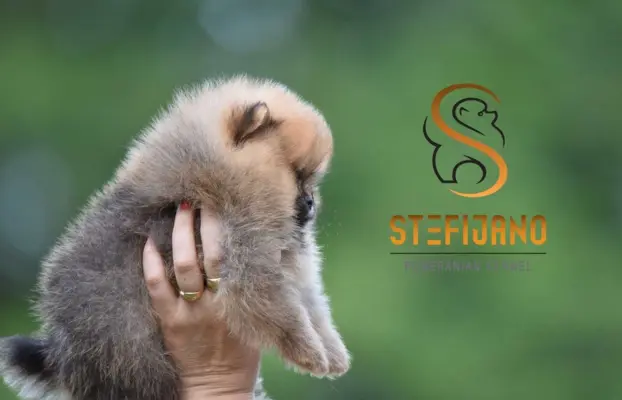 Pomeranian Spitz Szczeniaki 3
