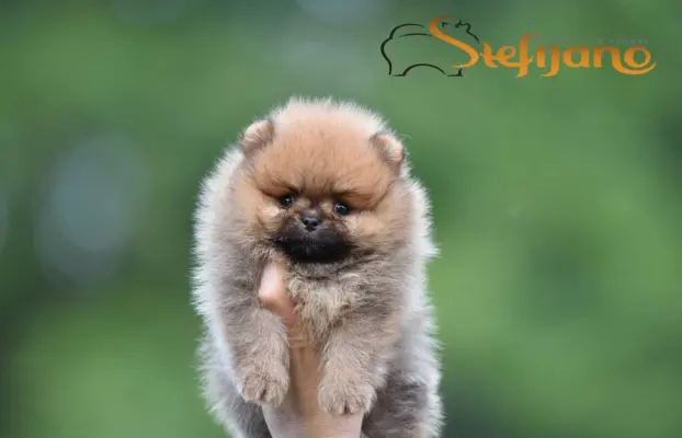 Pomeranian Spitz Szczeniaki 4