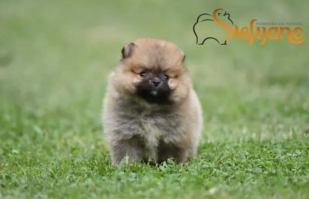 Pomeranian Spitz Szczeniaki 5