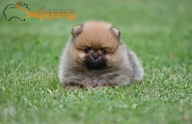 Pomeranian Spitz Szczeniaki 6