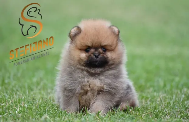 Pomeranian Spitz Szczeniaki 7