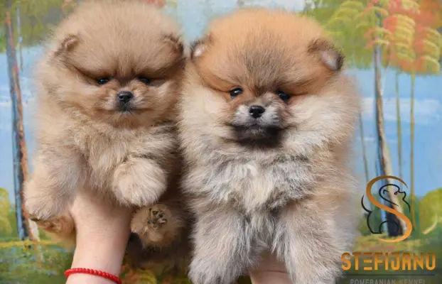 Pomeranian Spitz Szczeniaki 1