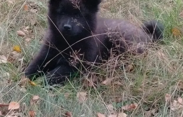 Szpic Niemiecki Duży Czarny -  jeden taki miot w Polsce!!! 4