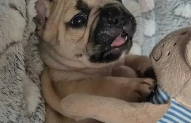Buldog francuski szczenięta - Łódzkie 1