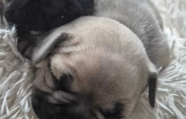 Buldog francuski szczenięta - Łódzkie 6