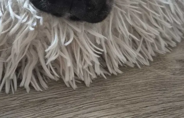 Buldog francuski szczenięta - Łódzkie 7
