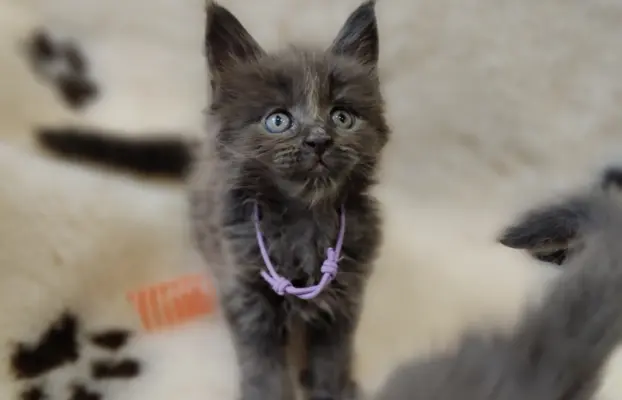 Kocurek Optimus Maine coon 1