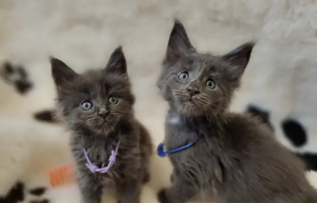 Kocurek Optimus Maine coon 3