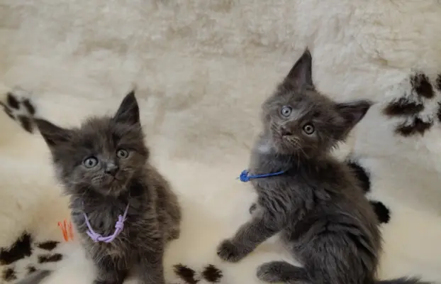 Kocurek Optimus Maine coon 5