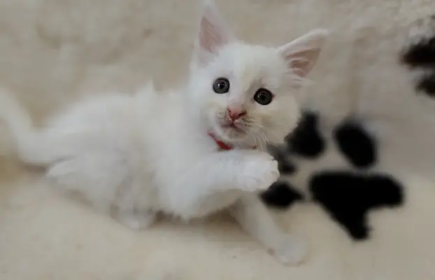 Kotka biała Maine coon Omega słysząca 1